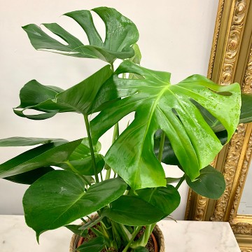 Monstera délicieuse : Monstera deliciosa